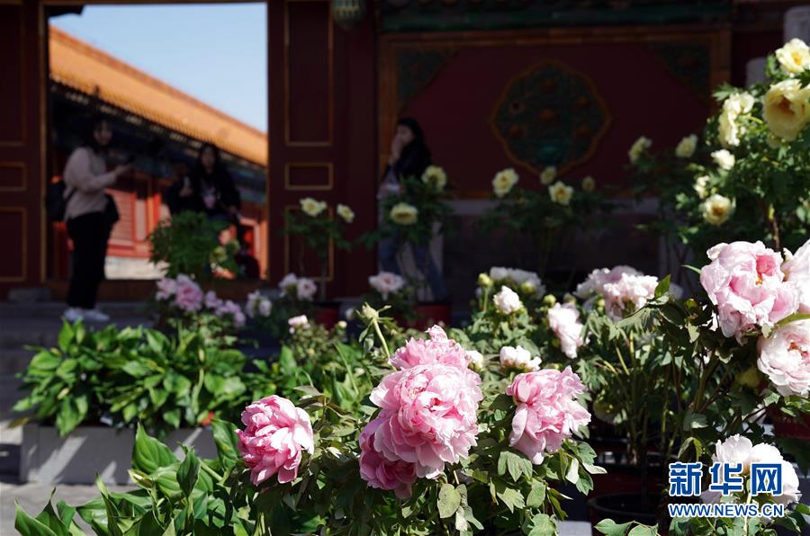 紫禁城で牡丹を観賞　山東産70種類が展示