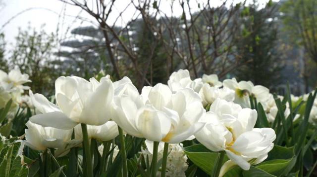 そうだ、花見に行こう！カラフルな花いっぱいの北京世園会