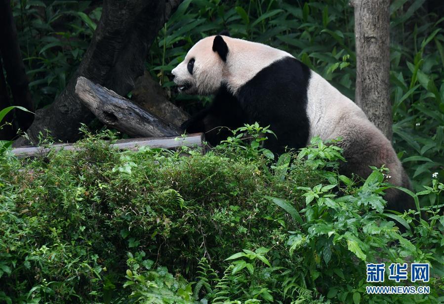 5月6日、台北動物園のパンダ館で遊ぶパンダの「団団」の様子（撮影・張国俊）。