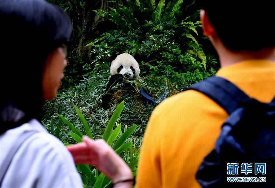 台湾地区に寄贈のパンダ、約10年で延べ2千万人を「おもてなし」