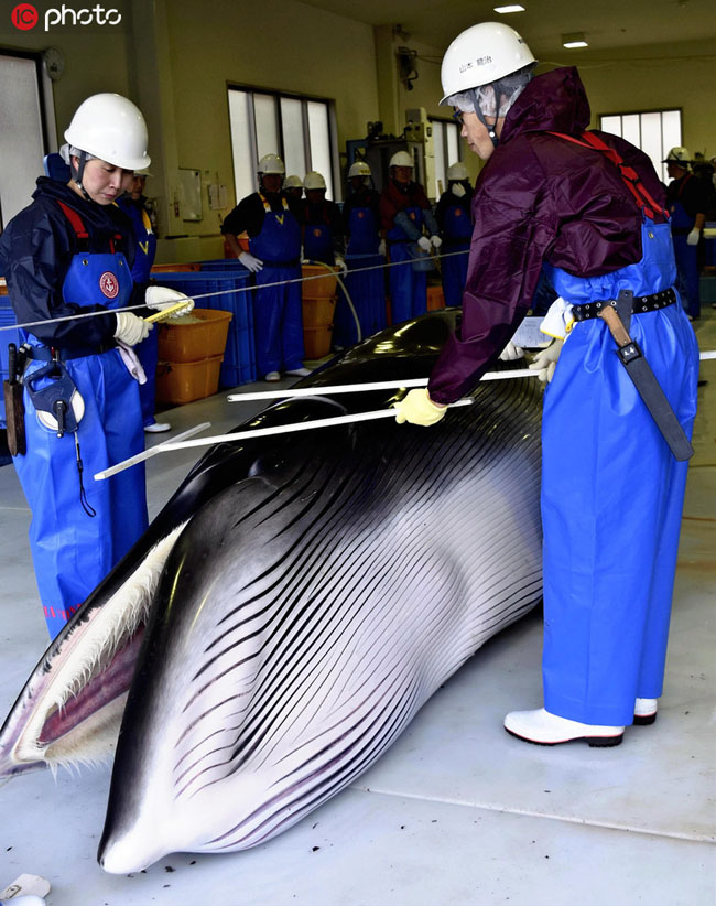 日本が「研究のため」の調査捕鯨で7頭捕獲