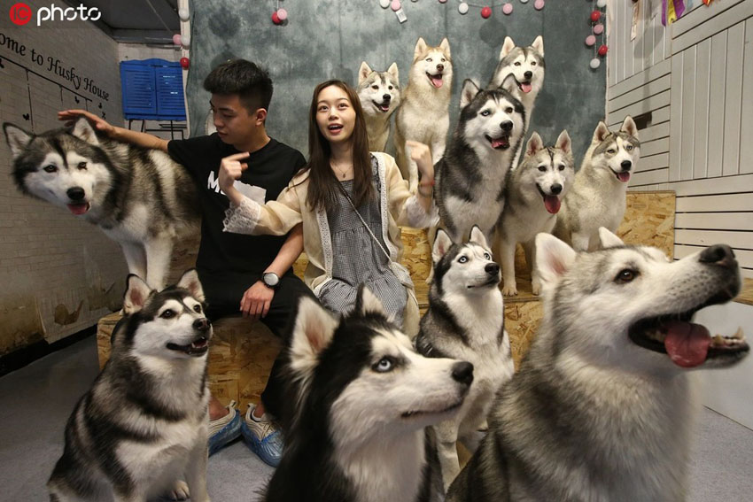 ハスキー犬に囲まれ幸せを感じよう！北京で人気のカフェ