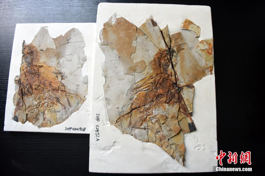 膜状の翼を持つジュラ紀の恐竜が中国で発見
