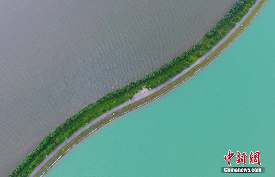 灰色と緑色にくっきり分かれた江西省南昌市の地域最大の内陸天然湖沼である瑶湖（撮影・劉占昆）。