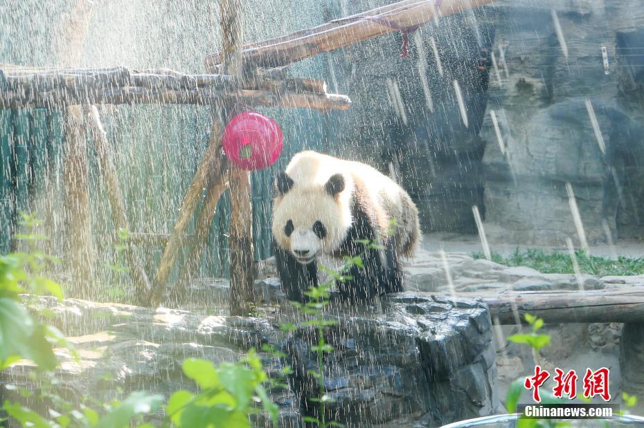 北京に猛暑襲来　シャワー浴び涼むパンダ