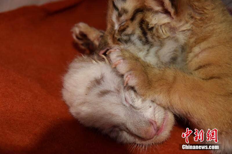 ゴールデンタイガーとホワイトタイガーの双子の赤ちゃんが生後1ヶ月に　杭州