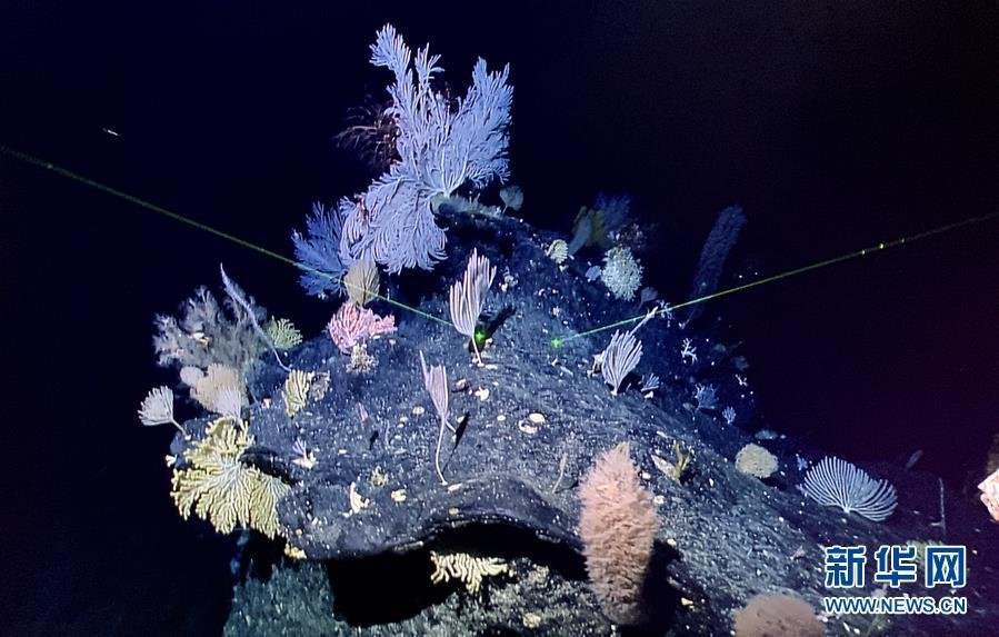 中国、マリアナ海溝で「海底の花園」を発見