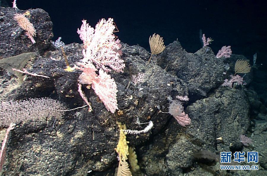 中国、マリアナ海溝で「海底の花園」を発見