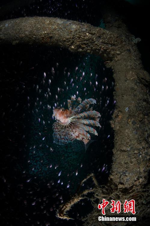 水中写真家が捉えた三亜の海底世界