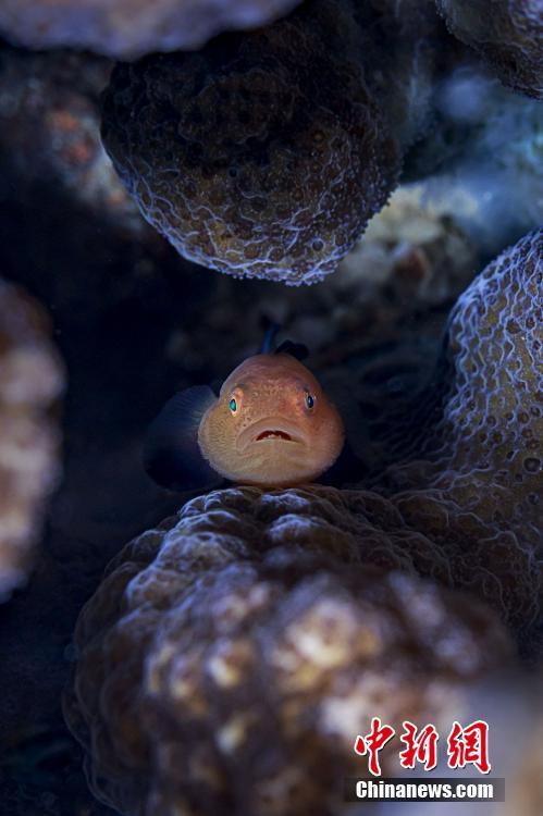 水中写真家が捉えた三亜の海底世界