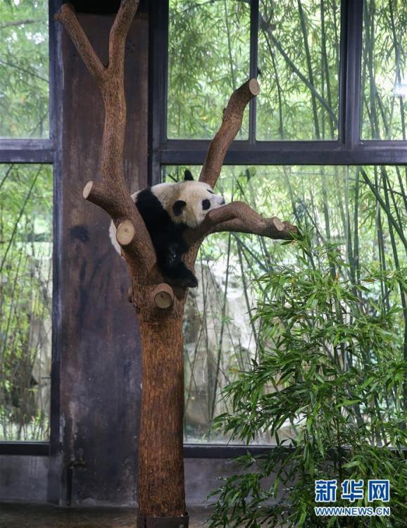 上海野生動物園の赤ちゃんパンダの名前が「七七」に