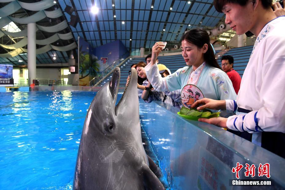 端午節祝いイルカに「粽」、漢服による関連イベントも　 安徽省合肥海洋世界