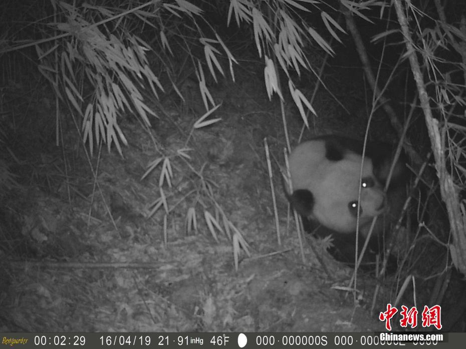 四川勿角保護区で野生パンダの撮影に成功