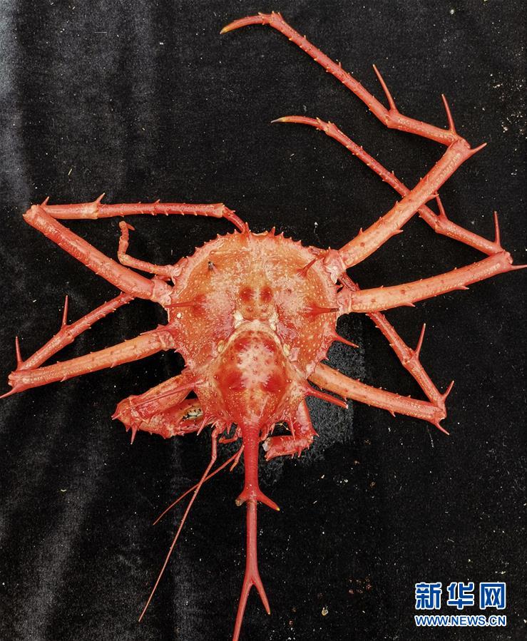 中国の無人潜水艇「発見号」、西太平洋の海山で深海蟹を採取