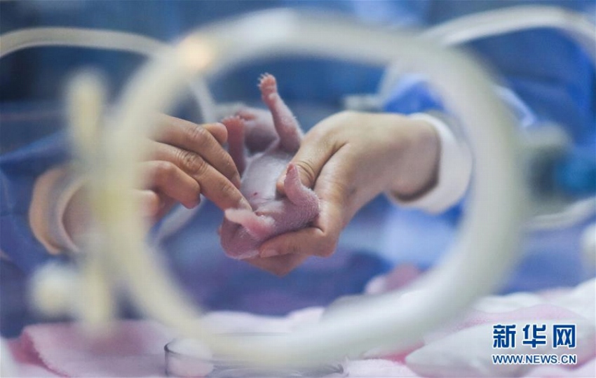人工飼育パンダ「績麗」がメスの赤ちゃんを出産