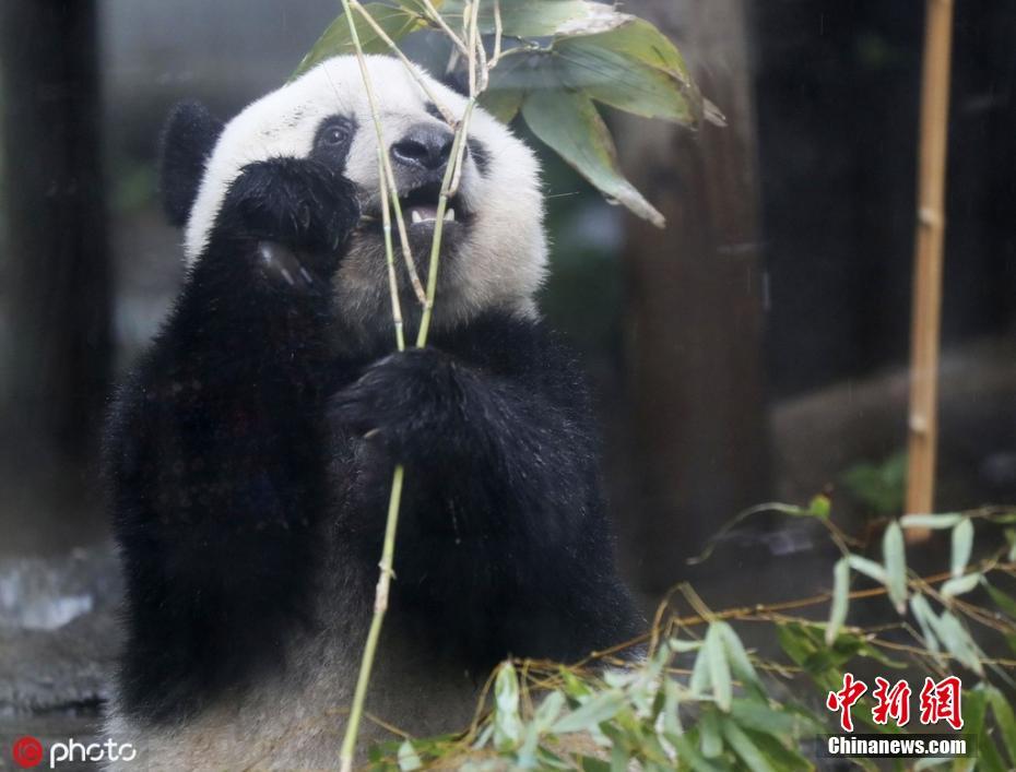 10日、東京の上野動物園で、竹をかじるパンダ「シャンシャン」。（写真著作権は東方ICが所有のため転載禁止）。