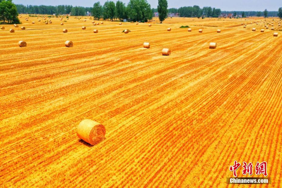 波打つ穂はまるで金色の大海原　小麦の収穫期迎えた安徽北部