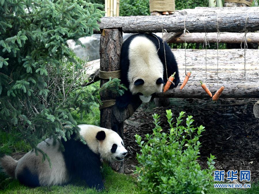 青海省の西寧パンダ館が一般開放へ　パンダはすでに高原の気候に適応
