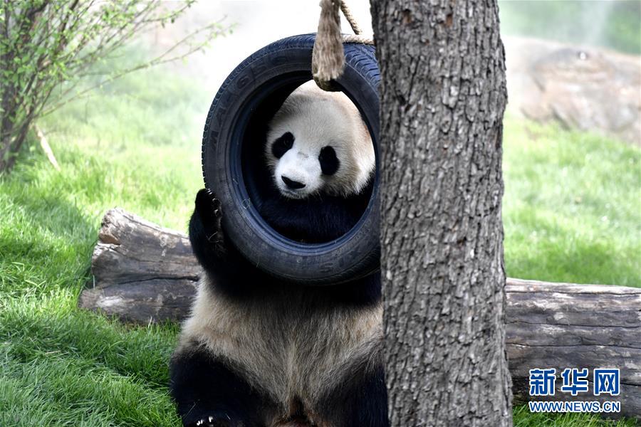 6月16日、西寧パンダ館で遊ぶジャイアントパンダの様子（撮影・張龍）。
