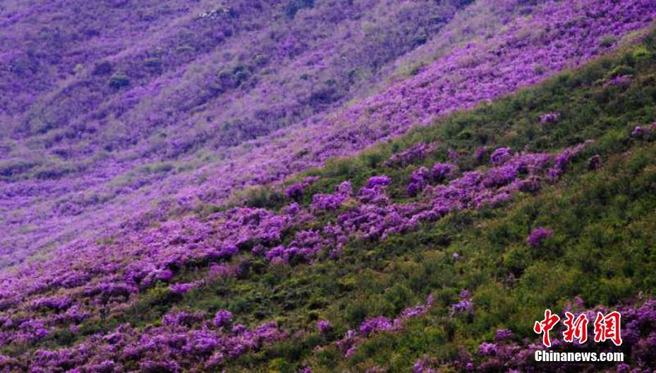 まるで紫の絨毯！山野埋め尽くすシャクナゲの花　甘粛天祝県