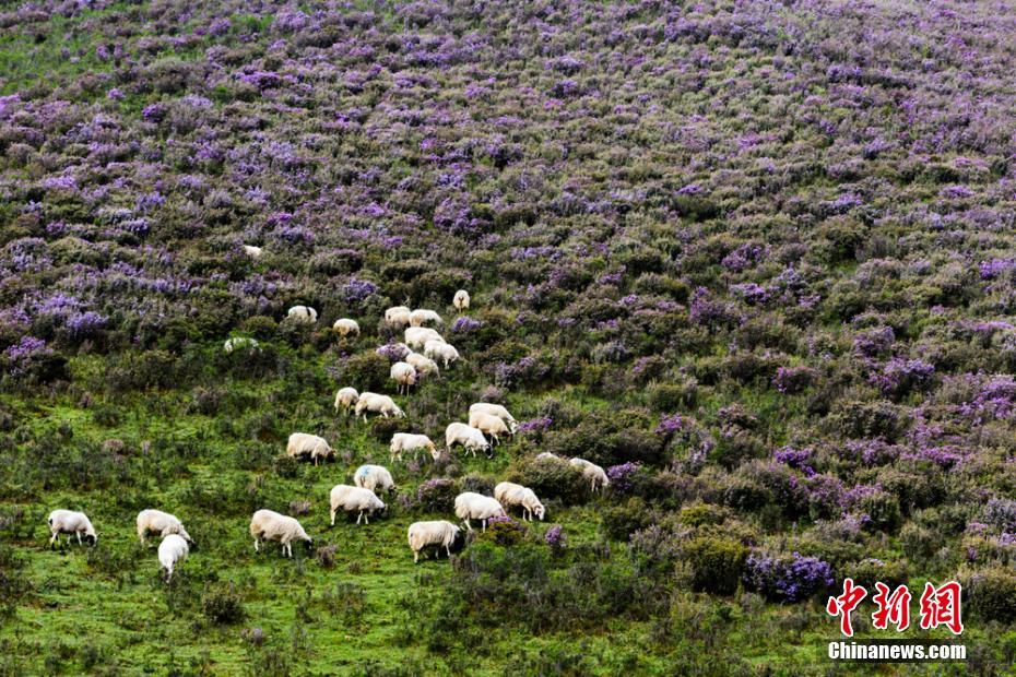 まるで紫の絨毯！山野埋め尽くすシャクナゲの花　甘粛天祝県