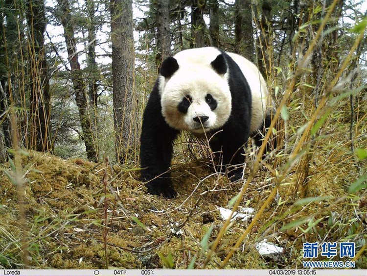 赤外線カメラが捉えた野生の親子パンダ　四川黄竜自然保護区