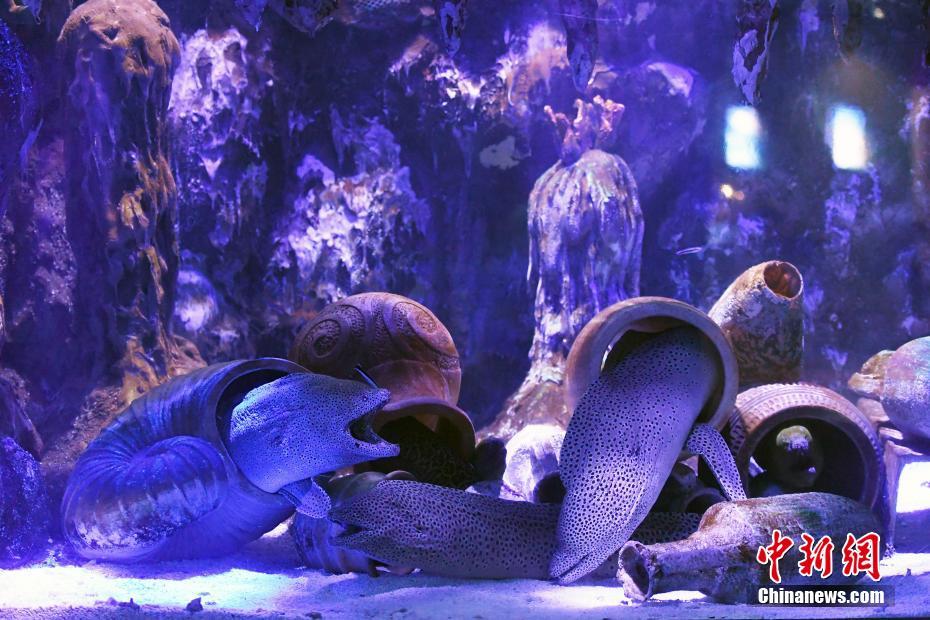 来場者をメロメロにする愛らしい海の動物たち　広東省
