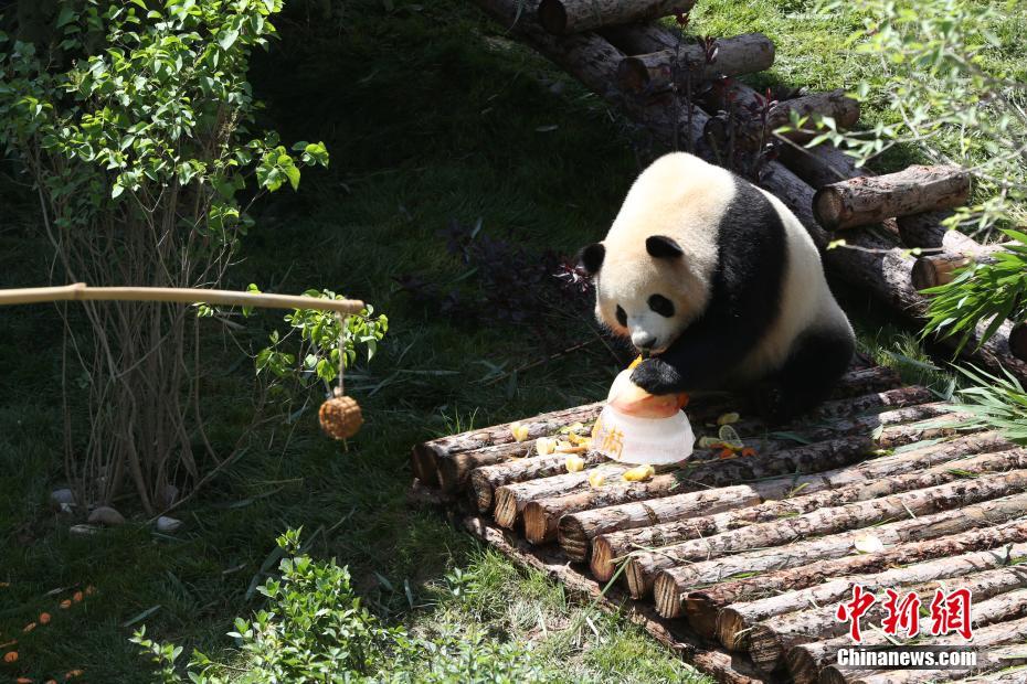 成都生まれの2頭のパンダ、青蔵高原で初めての誕生祝い