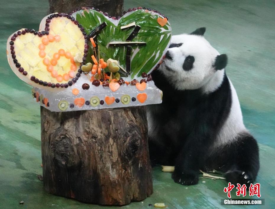 台湾地区に寄贈されたパンダから生まれた子パンダ「圓仔」が6歳に