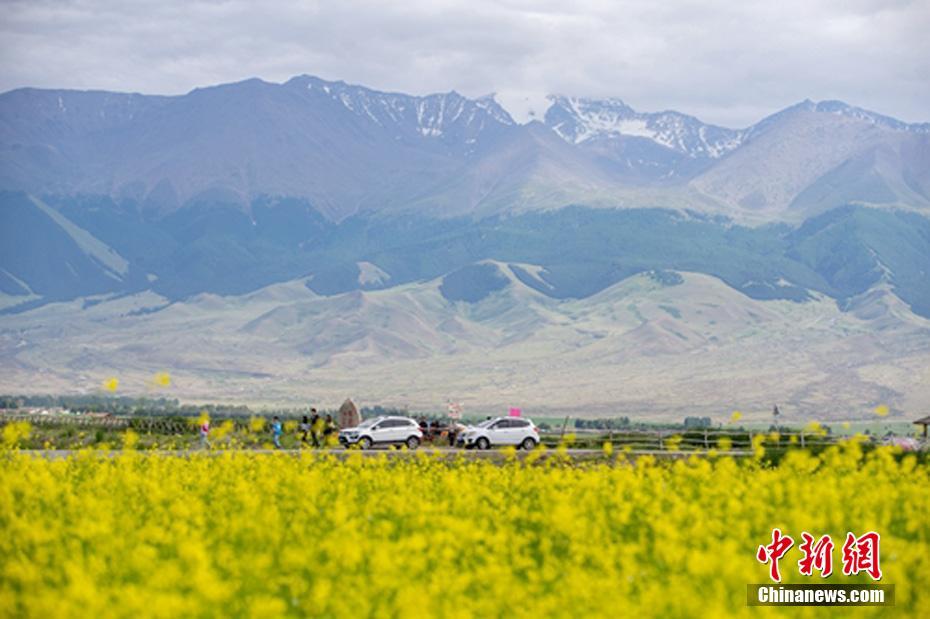 7月上旬、開花シーズンを迎えた新疆東天山哈密巴里坤県内の菜の花畑（撮影：達吾提・熱夏提）。  