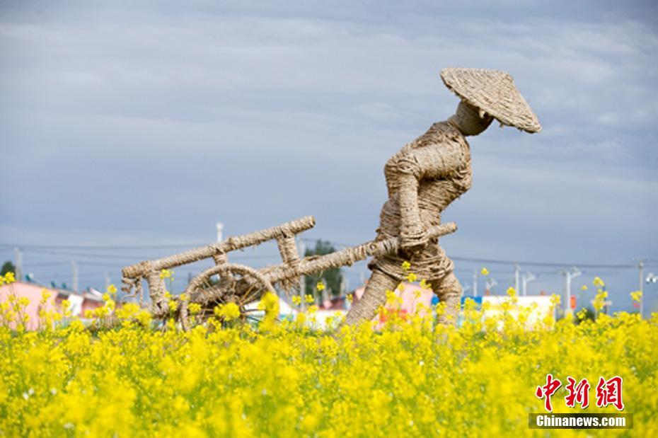 新疆東天山で菜の花が開花シーズン　金色の絵巻広がる