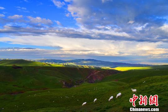 翡翠のごとき草原に点在する牛と羊　甘粛省南部の7月