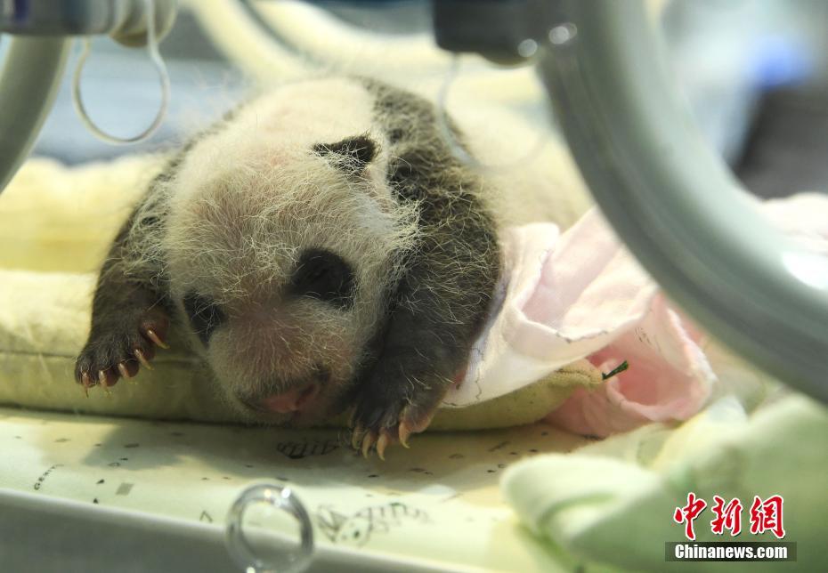 保育室内に置かれた保育ケースの中で体を動かす2組の双子の赤ちゃんパンダ（7月16日撮影・陳超）。