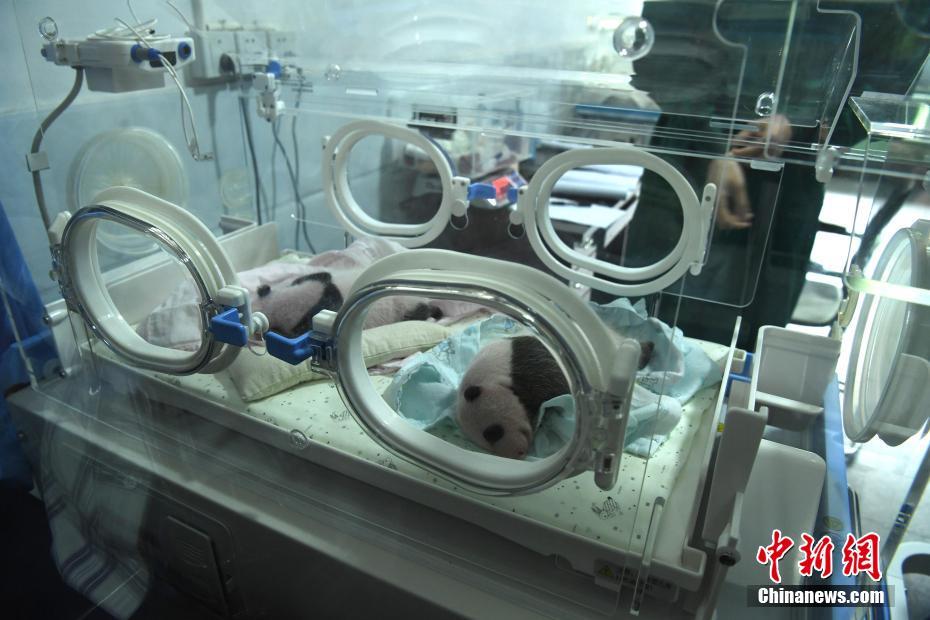 重慶市動物園のパンダ2頭が同じ日にそれぞれ双子を出産