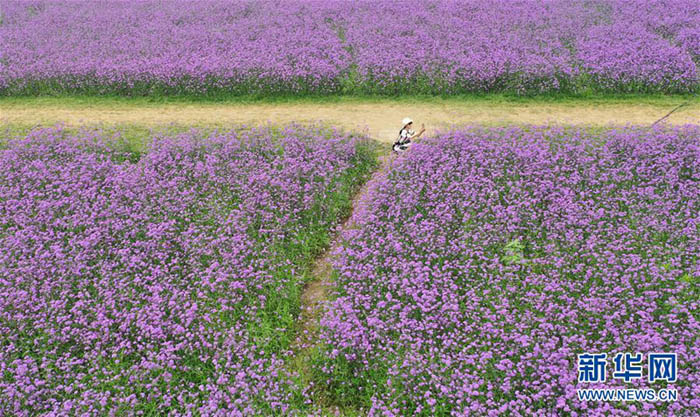 一面に広がる紫色の花畑　天津市