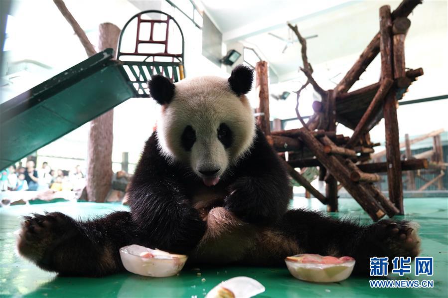 果物入りの氷を舐める上海動物園のジャイアントパンダ（7月21日撮影・張建松）。