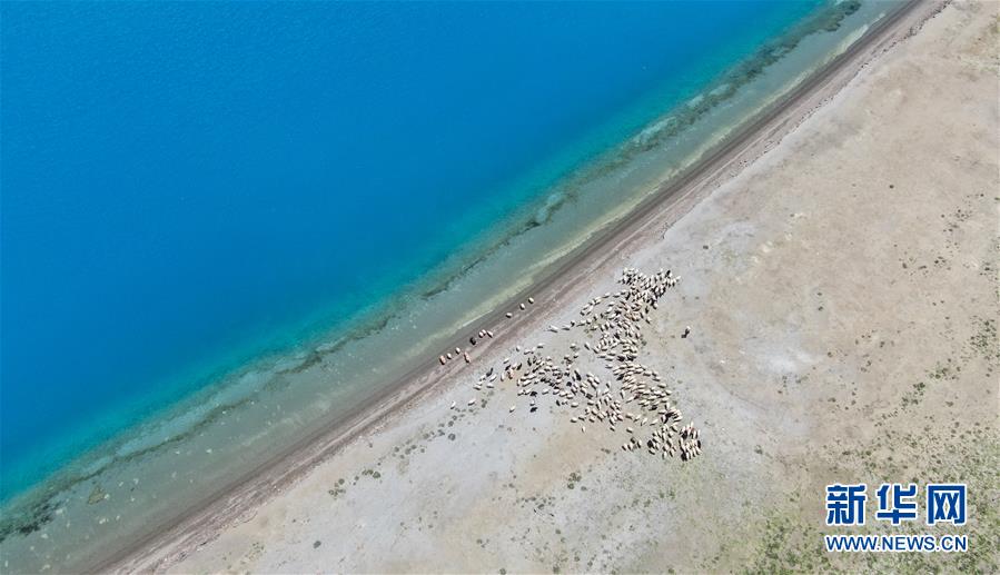 ヤムドク湖に水を飲みにやって来た羊の群れ（7月22日ドローンによる撮影・晋美多吉）。