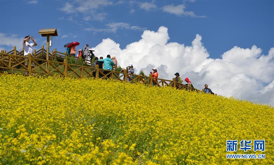 青海省門源回族自治県内の菜の花畑を観光する人々（7月24日撮影・張龍）。
