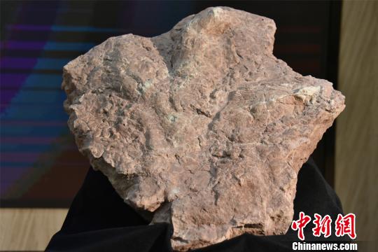 アジア初のティラノサウルスの足跡が中国で発見