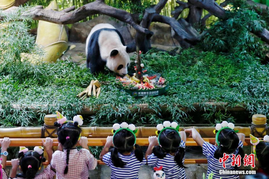世界で唯一の三つ子パンダが5歳の誕生日　広東省