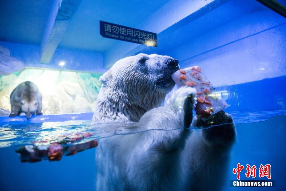 氷のベッドにアイスキャンデー　海洋動物たちに「冷たい贈り物」