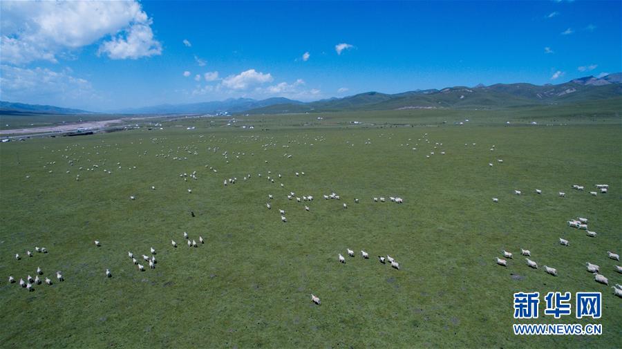 青い空、白い雲、緑の草原広がる美しい夏の放牧風景　青海省