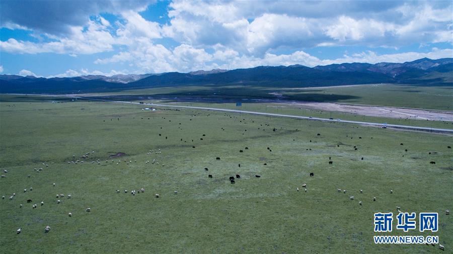 青い空、白い雲、緑の草原広がる美しい夏の放牧風景　青海省