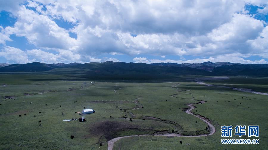 青い空、白い雲、緑の草原広がる美しい夏の放牧風景　青海省