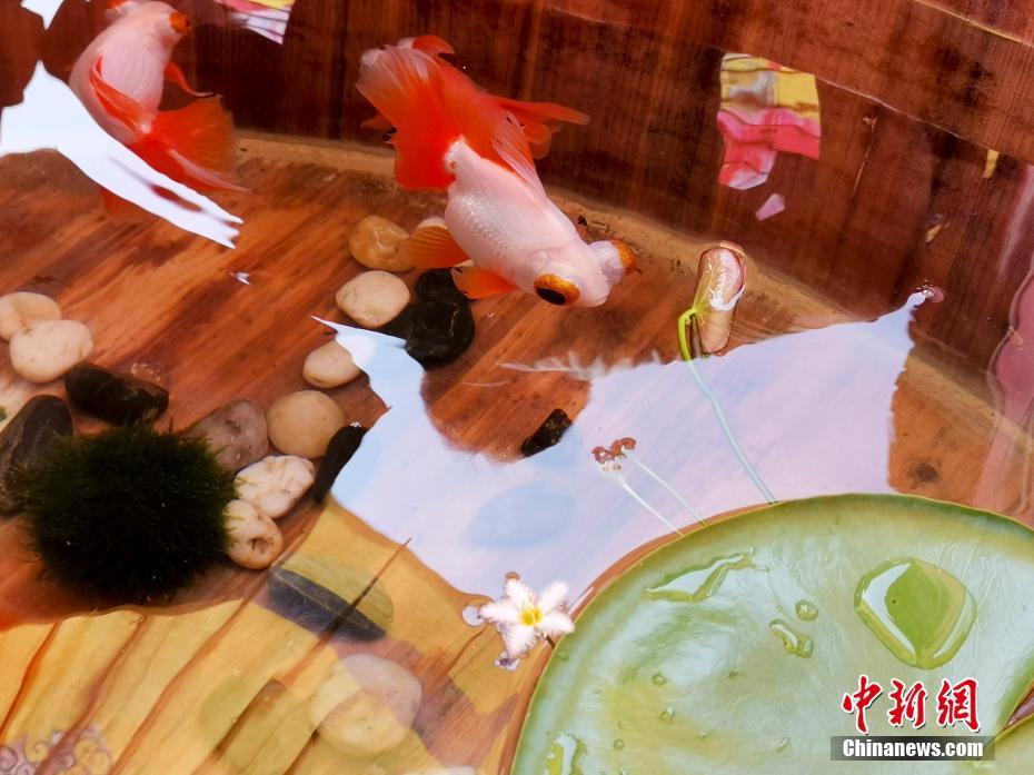 ゆらゆらと泳ぐ金魚楽しむ　北京の故宮で金魚のテーマ展
