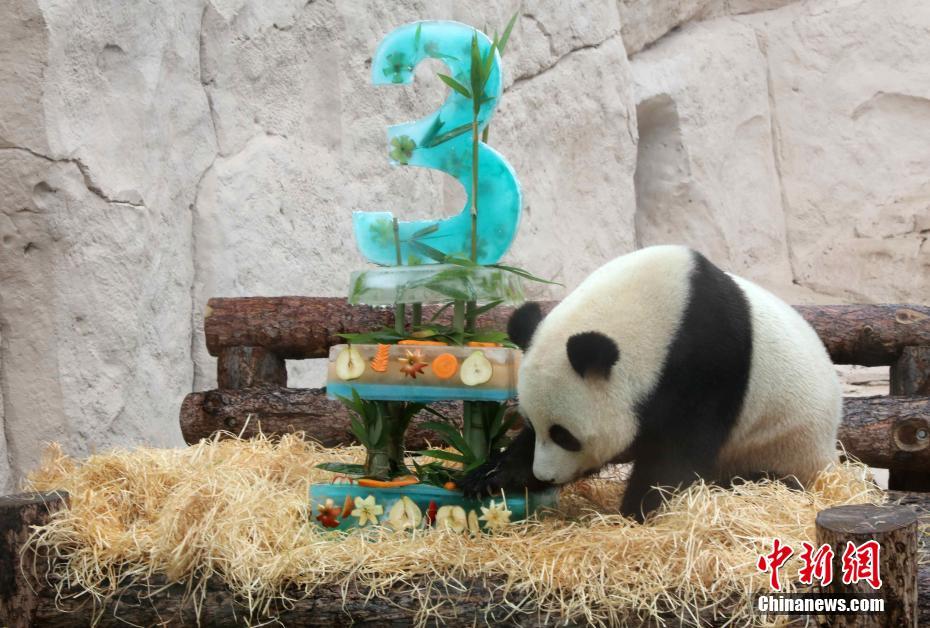 モスクワ動物園でパンダ2頭の誕生日イベント　ロシア