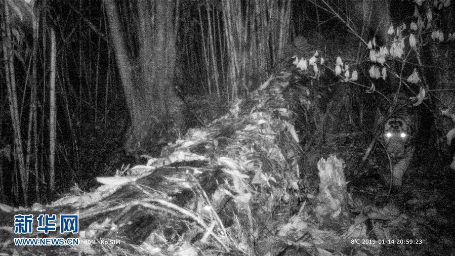 中国の科学者、野外で生きたベンガルトラの写真を初撮影