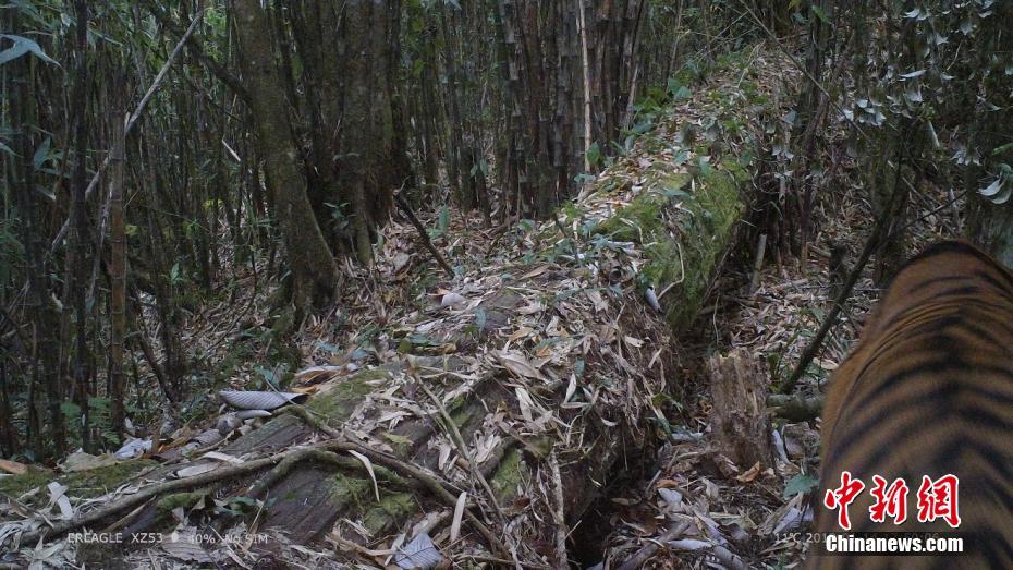中国の科学者、野外で生きたベンガルトラの写真を初撮影