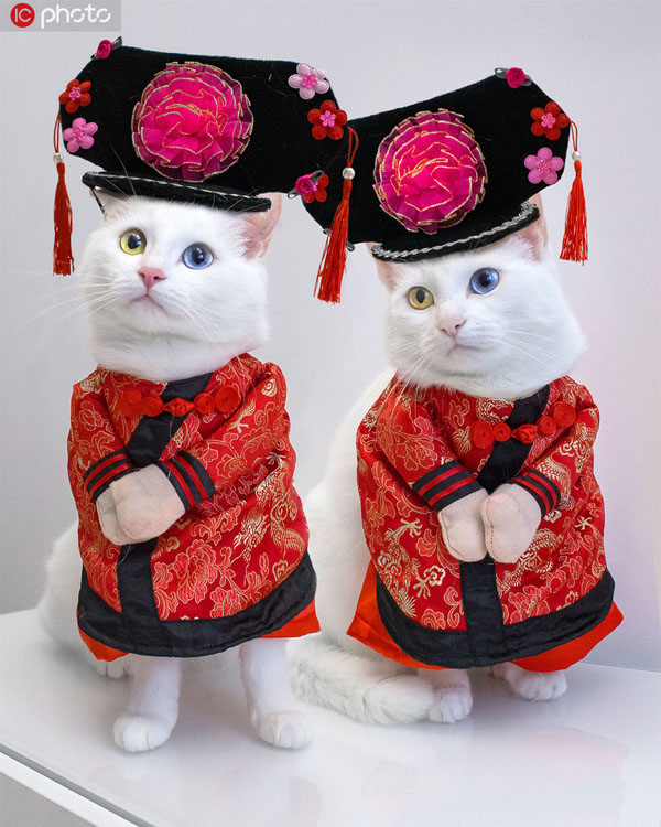 中国清朝のお姫様の「コスプレ」をしたオッドアイの双子の猫、IrissとAbyss（写真著作権は東方ICが所有のため転載禁止）。