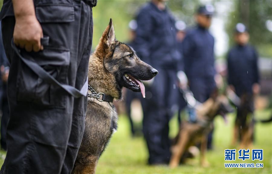 8月22日、警察犬試験に臨むクローン犬の「昆勛（クンシュン）（撮影・江文耀）。